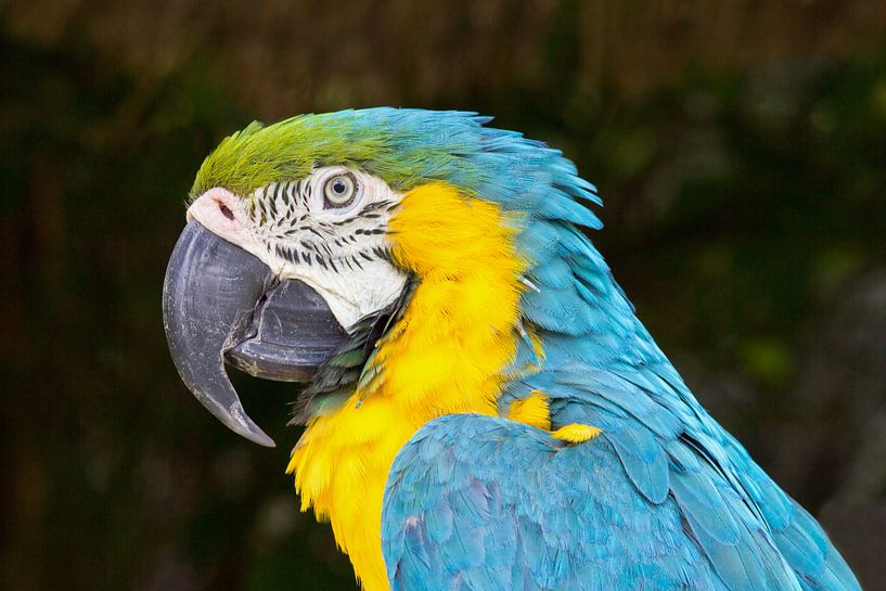close up of blue-and-yellow macaw by Ben Schonewille