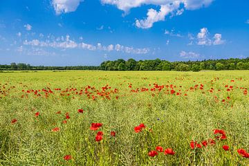 Koolzaadveld met klaprozen bij Hinrichsdorf van Rico Ködder