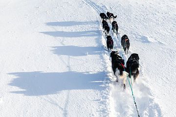 Husky sledeteam volgen pad in de sneeuw