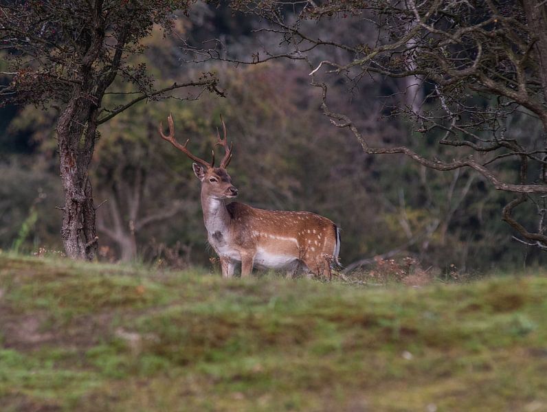 Deer on the lookout... by Michel Van Giersbergen