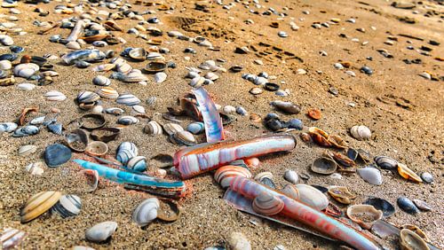 Shells on the beach