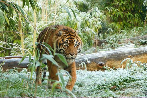 Volwassen lopende tijger in winters bamboe landschap