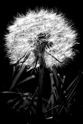 Pissenlit dans la lumière