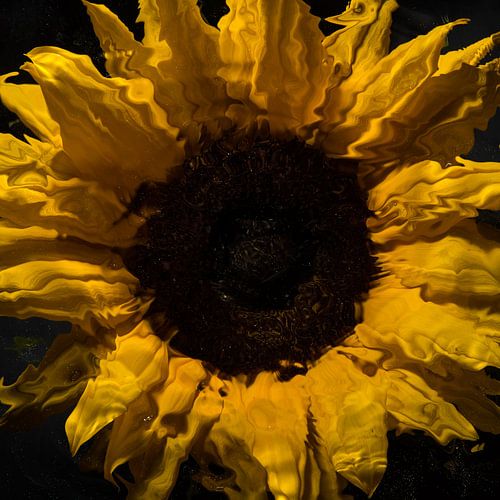 Zonnebloem door vloeistof heen (vierkant)