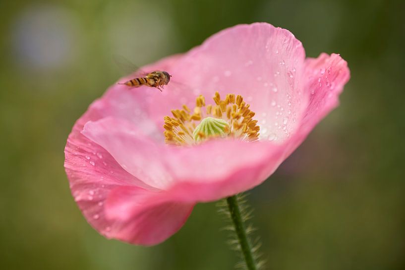 Zweefvlieg komt aan bij roze klaproos van Cor de Hamer