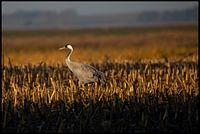 Kraanvogel in de avondzon
