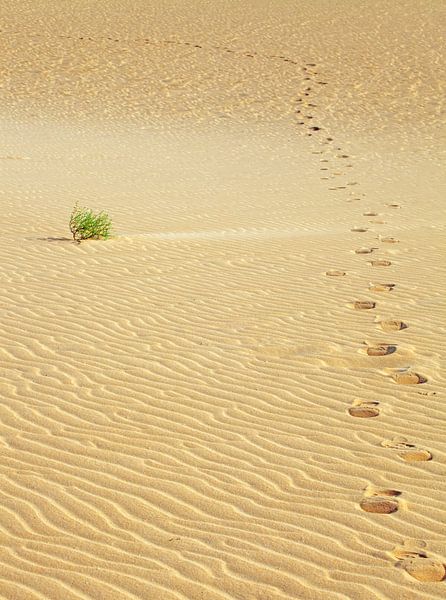 Footprints in the sand by Bo Valentino