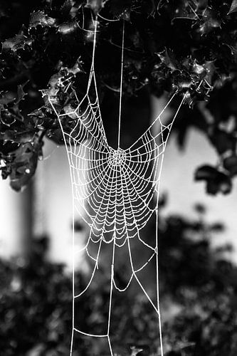 Spider web