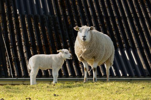 schaap met lam, lammetje op de dijk