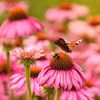 There's enough for everyone, bumblebee and peacock together on Echinacea by Anita Meis