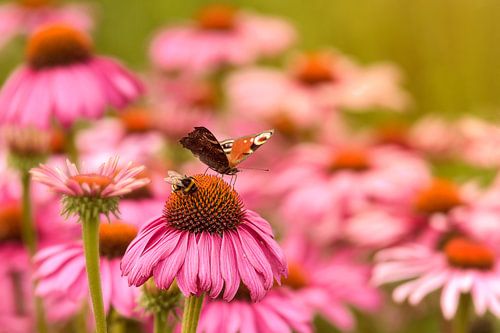 Er is genoeg voor iedereen, hommel en dagpauwoog samen op Echinacea