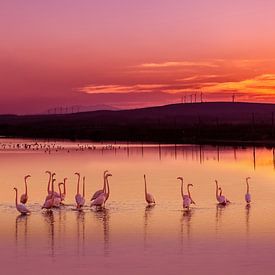 Flamingo's in een meer met ondergaande zon van RICHARD Degenhart