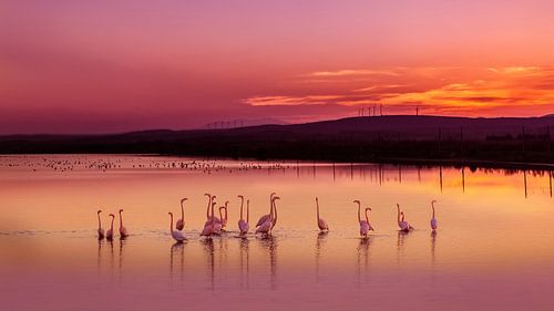 Flamingos in a lake with setting sun