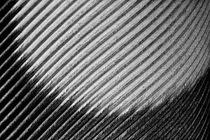 Plume d'oiseau