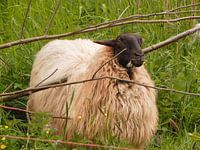 Schaap