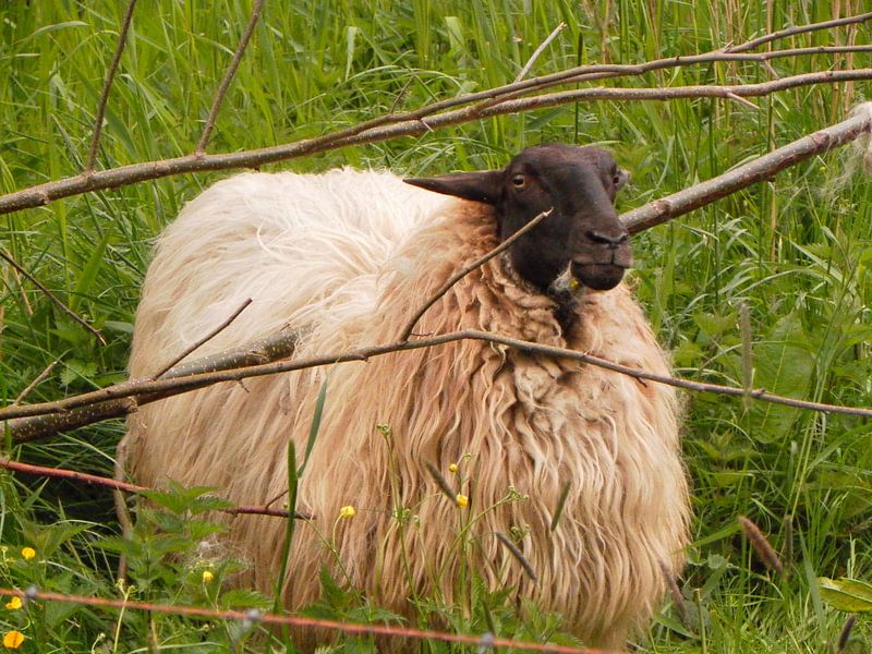 Schaap by MariÃ«lle Reenders