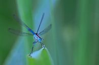 Strike the pose van Karin van Rooijen Fotografie thumbnail