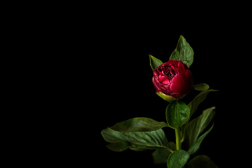 Petaline
