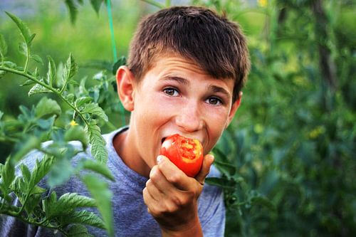 Un garçon joyeux mord la tomate