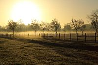 Gouden mist