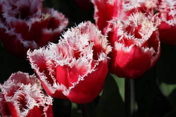 Roze tulp