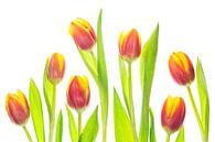 Tulpen mit weißem Hintergrund von Carola Schellekens Miniaturansicht