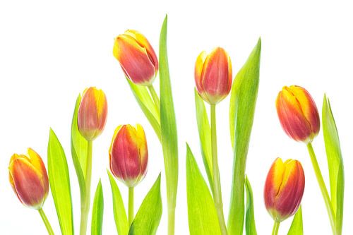 Tulpen met een witte achtergrond