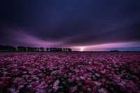 Thunderstorm above field flowers