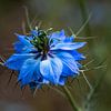 Nigelle de damas sur Ingrid Aanen