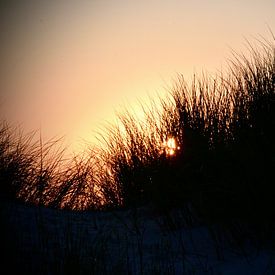 Alex Alcalde Profilfoto