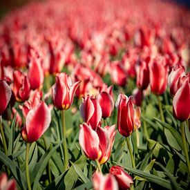 rode tulpen bollenveld in lisse bloembollen van Erik van 't Hof