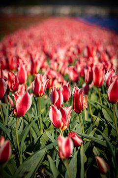 red tulips in field near lisse flowers close up by Erik van 't Hof