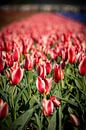 rode tulpen bollenveld in lisse bloembollen van Erik van 't Hof thumbnail