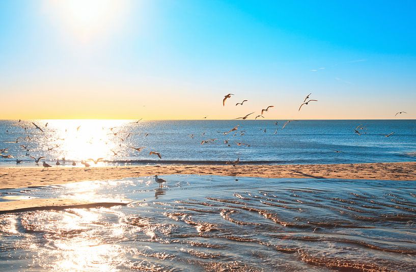 Seagulls by Bo Valentino
