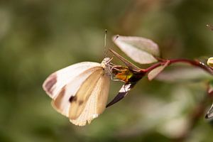 Pieridae in der Sonne