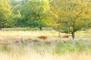 Drenthe van P Kuipers