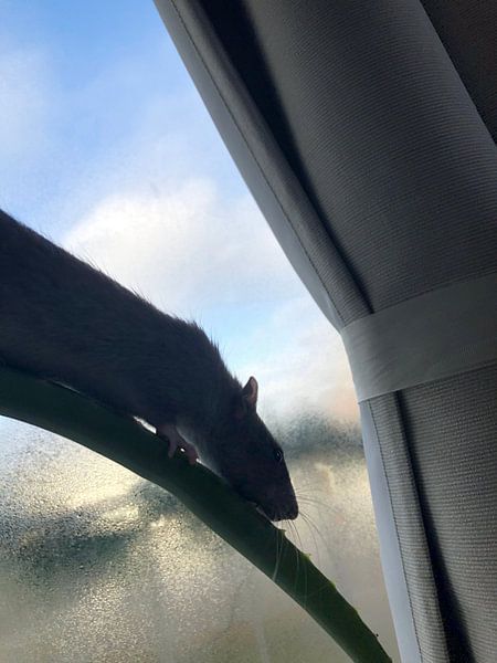 Mon rat par Kirsten Nilis