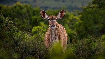 Antilope curieuse dans la nature sauvage du parc d'éléphants d'Addo sur Tim van Boxtel