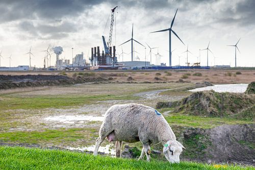 A grazing sheep along the dike near the "Energy Valley" in Groningen, Netherlands by Evert Jan Luchies