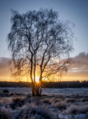 Rayons de soleil sur la lande de Hoorneboeg sur Connie de Graaf