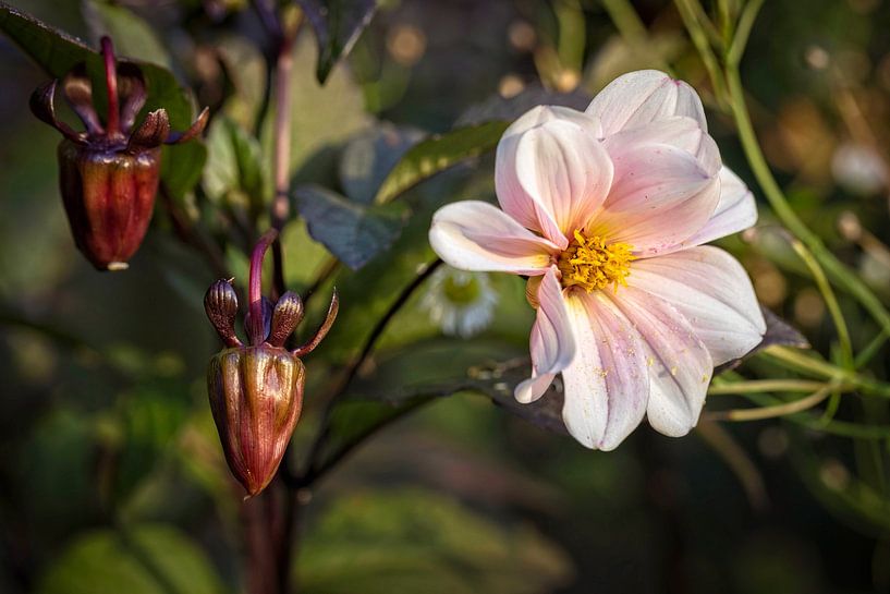 Dahlia van Rob Boon