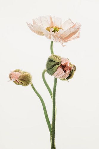 Papaver of klaproos drietal roze