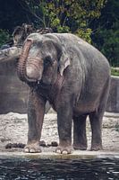 Olifant