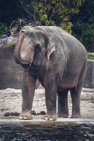 Olifant par Eveline van Beusichem