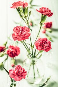 Roze anjers bloemen in de glazen vaas van Iryna Melnyk