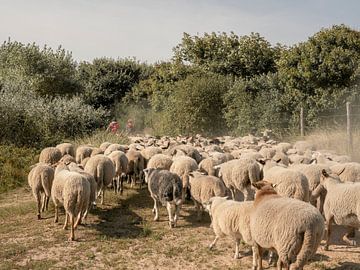 Troupeau de moutons dans les dunes. Katwijk aan Zee. 7 sur Alie Ekkelenkamp
