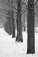 Bomen zwart wit