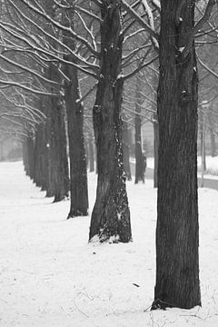 Bomen zwart wit