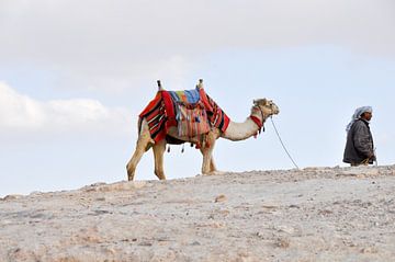 Kameel in de woestijn von Henk de Fotograaf
