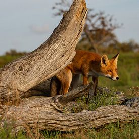 Fox between tree trunks by Yvonne van der Meij